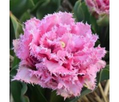 Tulipa - Cairns