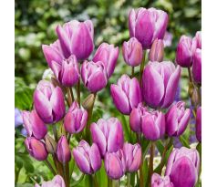 Tulipa - Purple Elegance