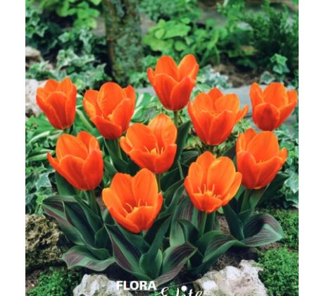Tulipa - Princess Household