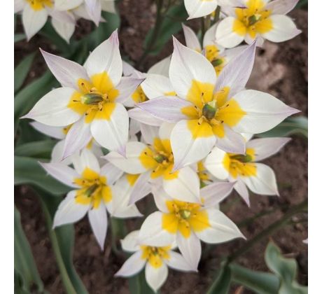 Tulipa Botanical - Turkestanica