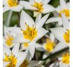 Tulipa Botanical - Turkestanica