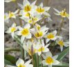 Tulipa Botanical - Turkestanica