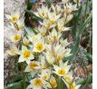 Tulipa Botanical - Turkestanica