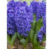 Hyacinthus - Blue Trophy