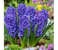 Hyacinthus - Blue Trophy