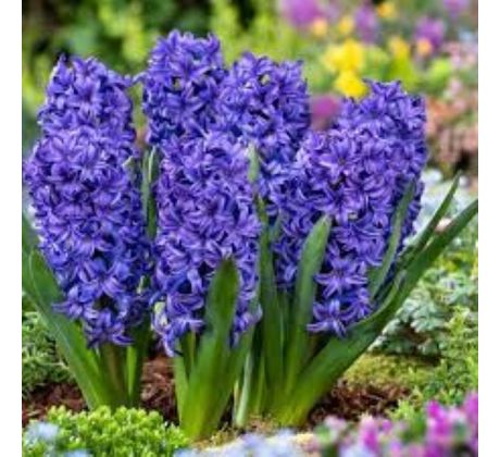 Hyacinthus - Blue Trophy