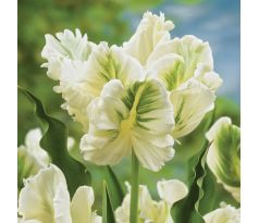Tulipa - Parrot White