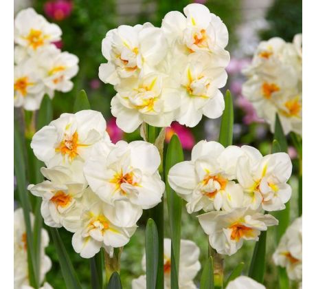 Narcissus - Sir Winston Churchill