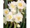 Narcissus - Sir Winston Churchill