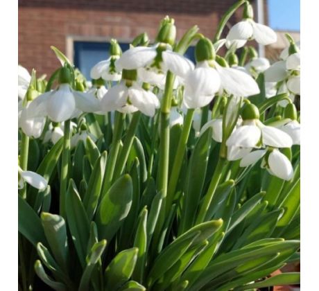 Galanthus beluga