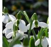 Galanthus beluga