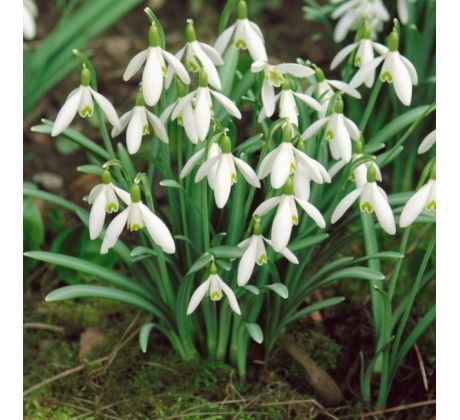 Galanthus nivalis ssp nivalis