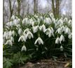 Galanthus nivalis ssp nivalis