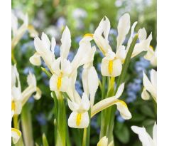 Iris reticulata - Louise