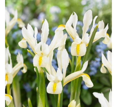 Iris reticulata - Louise
