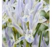 Iris reticulata - Painted Lady