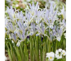 Iris reticulata - Painted Lady