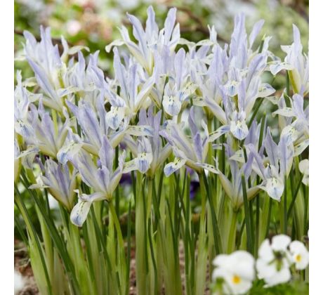 Iris reticulata - Painted Lady