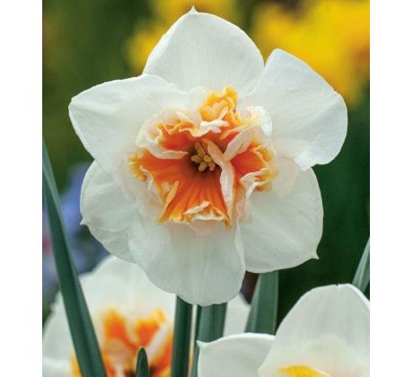 Narcissus Dolly Mollinger