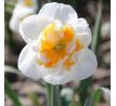 Narcissus Dolly Mollinger