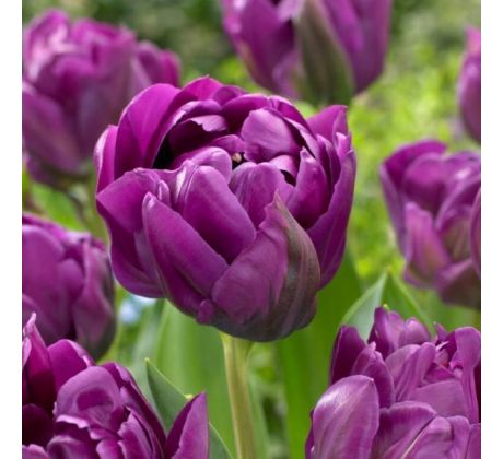 Tulipa - Negrita Double