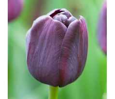 Tulipa - Paul Scherer