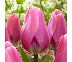 Tulipa - Big Love