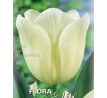 Tulipa - Agrass White