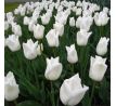 Tulipa - Agrass White