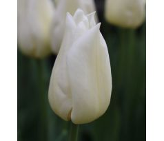 Tulipa - Agrass White