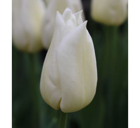 Tulipa - Agrass White