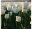 Tulipa - Agrass White