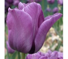 Tulipa - Bleu Aimable