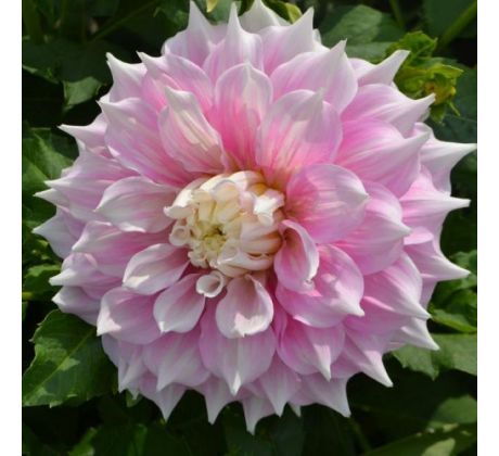 Dahlia - Gitts Perfection