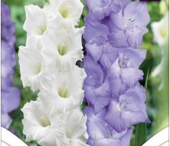 Gladiolus - Duo Blue & White