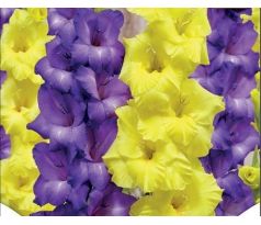 Gladiolus - Duo Blue & Yellow