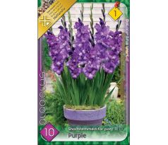 Gladiolus for pot Purple