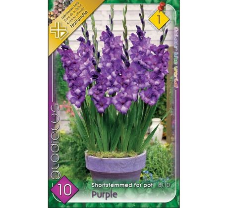 Gladiolus for pot Purple