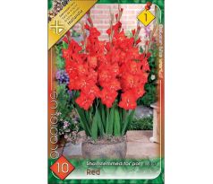 Gladiolus for pot Red