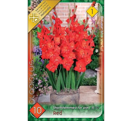 Gladiolus for pot Red