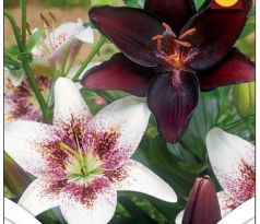 Lilium Duo Black & Spotted White