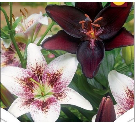 Lilium Duo Black & Spotted White