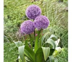 Allium - Party Baloons