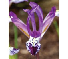 Iris reticulata - Spot On