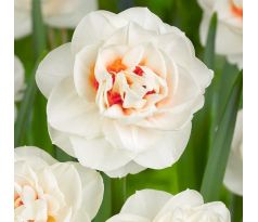 Narcissus - Gay Tabor