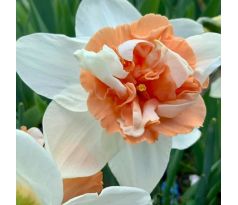 Narcissus - Candy Princess