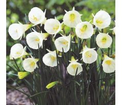 Narcissus - bulbocodium Arctic Bells