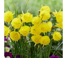 Narcissus - bulbocodium Casual Elegance