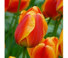 Tulipa - Apeldoorn´s Elite/10ks v balení