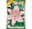 Lilium -  pink / 1ks v balení